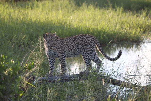 Pungwe Safari Camp Villa Manyeleti Game Reserve Exterior foto